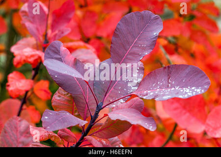 Cotinus Royal Purple, Smoketree Cotinus coggygria. Rauchbusch Herbst rote Blätter Cotinus coggygria Royal Purple Stockfoto