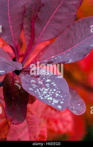 Cotinus coggygria Royal Purple Smoketree Herbstrote Blätter Tropfen Wassertropfen Blatt Stockfoto