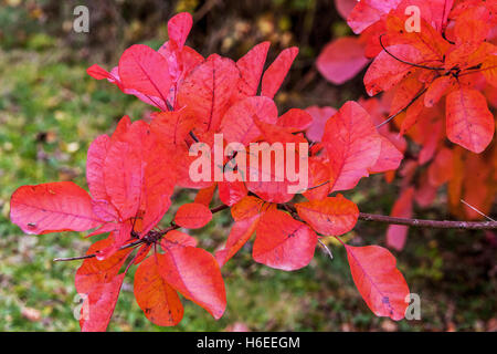 Cotinus Coggygria, Smoketree. Rauchen Busch Herbstlaub Stockfoto