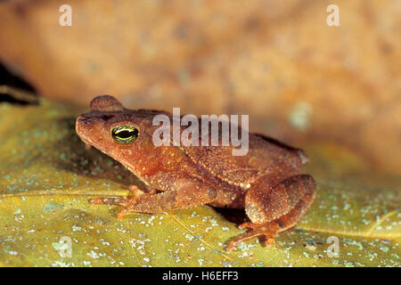 South American Common Toad Schädlingsbekämpfer Margaritifera Soberania Nationalpark, Provinz Colon, Panama 13. Mai 2002 Erwachsene B Stockfoto