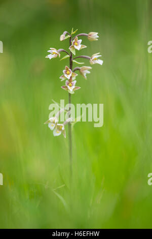 Marsh Helleborine am Greywell ankert in Hampshire. Stockfoto