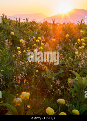 Die Sonne geht hinter den Bergen und strahlt ein warmes Licht über gelbe Blumen im Vordergrund. Stockfoto