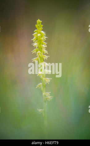 Moschus-Orchidee am Noar Hill in Hampshire Stockfoto