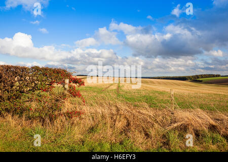 Weißdorn-Hecken mit roten Beeren und Patchwork Ackerflächen bei blau bewölktem Himmel auf die Yorkshire Wolds im Herbst. Stockfoto