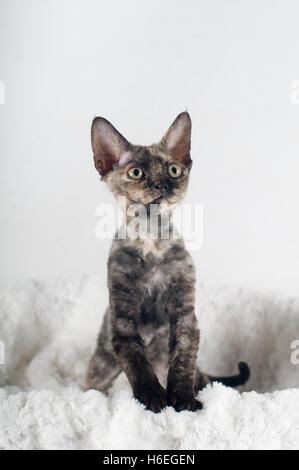 Reinrassige Devon Rex Kätzchen Stockfoto