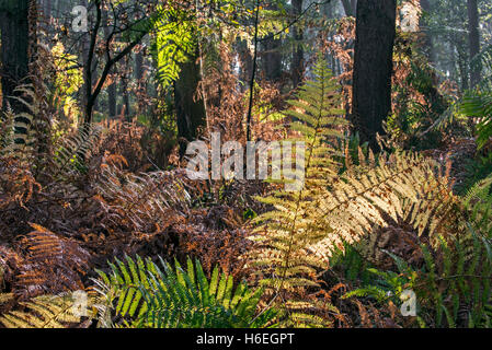 Bracken / eagle Farn Wedel (Pteridium Aquilinum) in Herbstfarben im Wald Stockfoto