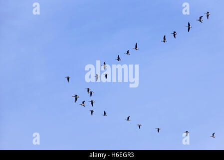 Herde von White – Blässgänse Gänse (Anser Albifrons) fliegen in V-Formation während der migration Stockfoto