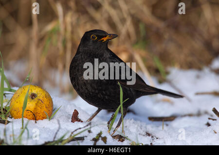 Gemeinsamen Essen von gefallenen Apfel im Schnee im Winter Amsel (Turdus Merula)-männlich Stockfoto