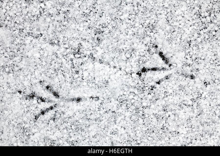 Gemeinsamen Amsel (Turdus Merula) Fußspuren im Schnee auf dem Eis der zugefrorenen Teich im winter Stockfoto