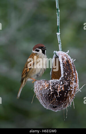 Eurasische Baum-Spatz (Passer Montanus) Essen vom Vogelhäuschen machte der hohlen Kokosnuss Stockfoto