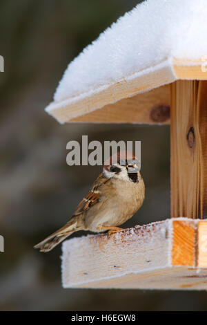 Eurasische Baum-Spatz (Passer Montanus) Fütterung auf Samen von Futterhäuschen für Vögel im Schnee im winter Stockfoto