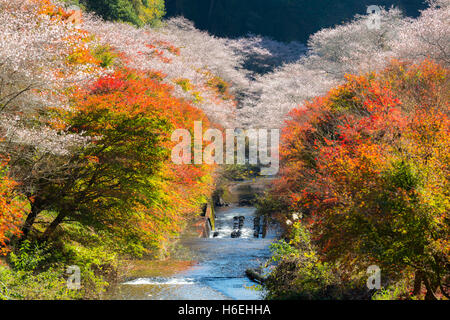 Nagoya, Obara. Herbst Landschaft mit Sakura Blossom. Shikizakura Art von Sakura blüht einmal im Frühjahr und einmal im Herbst. Stockfoto