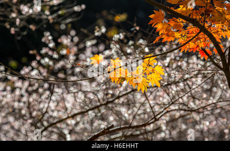 Herbst Hintergrund rot mit Sakura in Obara Nagoya Japan verlassen Stockfoto