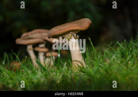 Agaricus Campestris ist ein allgemein gegessen Kiemen Pilz in engem Zusammenhang mit der Schaltfläche "kultiviert" Pilz Agaricus Bisporus. Stockfoto