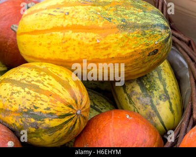Haufen von riesigen Kürbisse Stockfoto