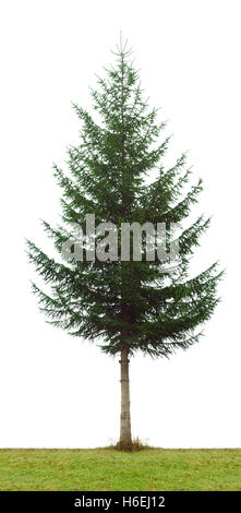 grüne Tanne auf weißem Hintergrund Stockfoto