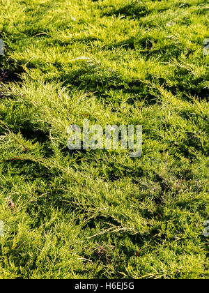 Juniperus Procumben Strauch schossen in die Höhe schließen Stockfoto