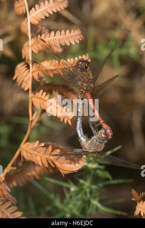 Gemeinsamen Darter Libelle (Sympetrum Striolatum) Paarung paar in Tandem-Anordnung Stockfoto
