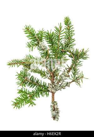 40 STK Künstliche Norfolk-Kiefern Zweige 35CM - Real Touch Weihnachtsdekoration Für Kränze & Girlanden