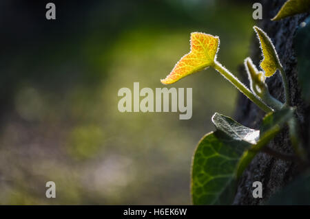 hinterleuchtete Ivy Leaf Wachstum Stockfoto