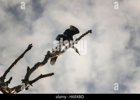 Donau, Serbien - ein Kormoran (Phalacrocorax Carbo) seine Flügel hoch auf einem Baum am Flussufer ausbreitet Stockfoto