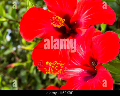 Rote Hibiskusblüten in einem Garten. Mijas. Costa Del Sol, Provinz Malaga. Andalusien Spanien. Europa Stockfoto