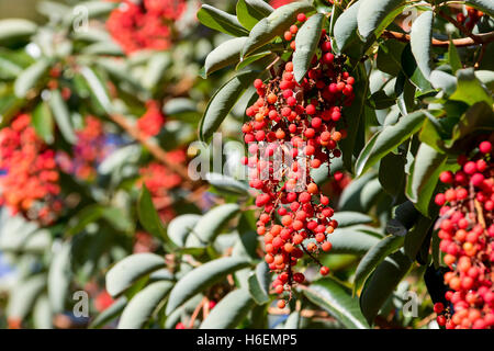 Madrone Baum, Pacific Madrone, Arbutus menziesii, Beeren, Obst. Stockfoto