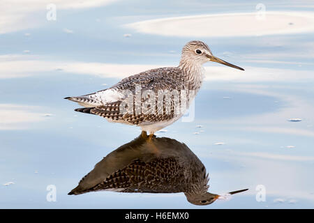 Sandpiper, Strandläufer, tringa Lalage, größere gelbe Beine, Vogel, shorebird Fütterung im Teich im Staat Washington, Puget Sound. Stockfoto