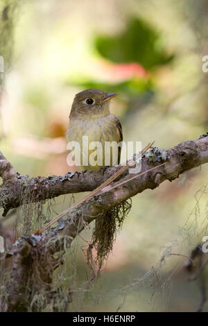 Pacific Slope Flycatcher Stockfoto