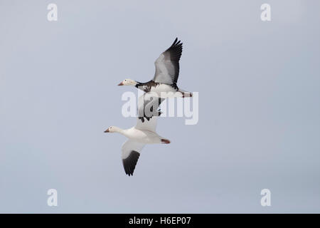 Schneegänse Stockfoto