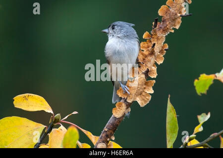 Tufted Meise Sitzstangen unter gelb Herbst Blätter Stockfoto