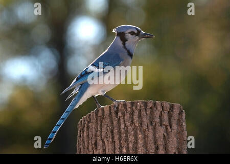 Hinterleuchtete Blue Jay gehockt Zaunpfosten Stockfoto