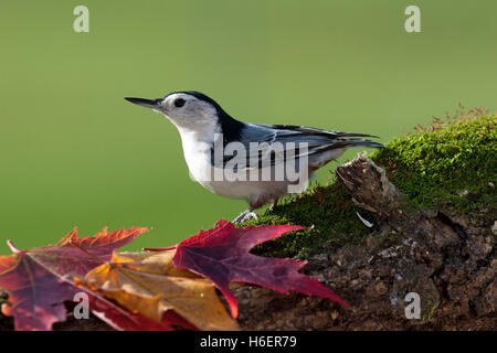 Weißen Brüsten Kleiber Sitzstangen auf Moos bedeckten Log mit Herbst Blätter Stockfoto