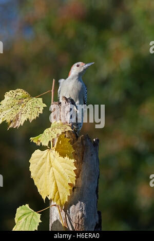 Weibliche rote bauchige Specht thront auf verwitterten Pfosten mit gelben Blättern Stockfoto