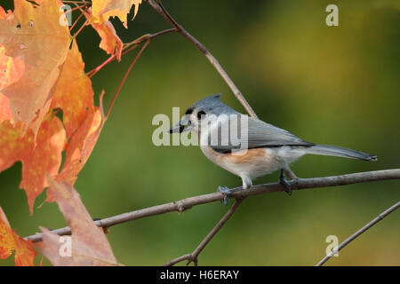 Tufted Meise Sitzstangen unter Herbst Ahorn Blätter mit Sonnenblumenkernen Stockfoto