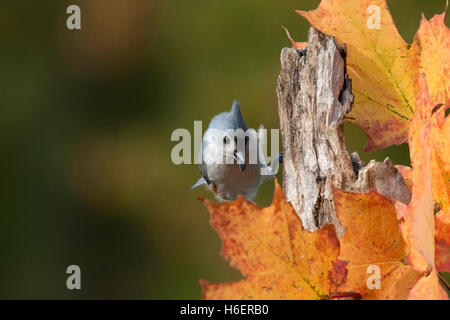 Tufted Meise Sitzstangen auf verwitterten Post im Herbst unter orange Ahorn Blätter Stockfoto