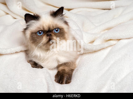 Niedlichen jungen persischen seal Colourpoint Kätzchen auf einem weichen Bett liegend Stockfoto