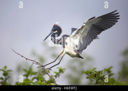 Tricolorierter Reiher (Egretta tricolor), der in einem Sumpfgebiet in Louisiana landete Stockfoto