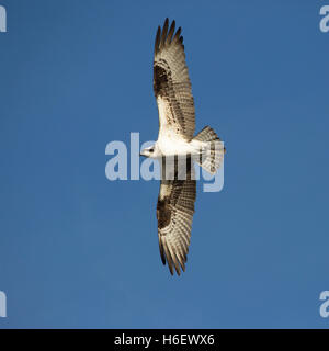 Fischadler (Pandion haliaetus carolinensis) im Flug mit Flügeln in klarem blauen Himmel Stockfoto