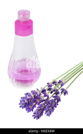 Lavendel Blume mit Spender isoliert auf weiss Stockfoto