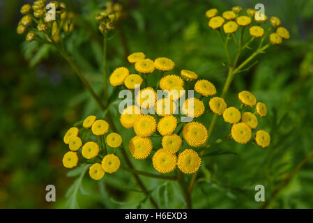 Rainfarn (Tanacetum Vulgare) auf grünem Hintergrund jedoch unscharf Stockfoto