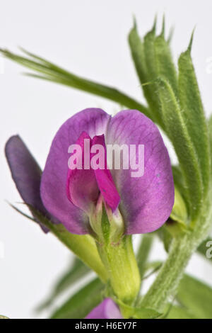 Lila, Magenta Blume eines gemeinsamen Wicke, Vicia, Sativa Stockfoto