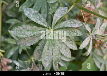 Echter Mehltau an Lupine, Lupinus SP., Blätter Stockfoto