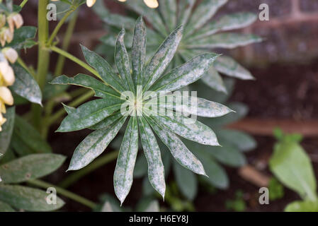 Echter Mehltau an Lupine, Lupinus SP., Blätter Stockfoto