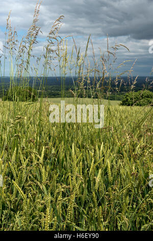 Zwiebel-Couch oder False-Hafergras, Arrhenatherum Elatius, Blüte in Winterweizen im Ohr Stockfoto