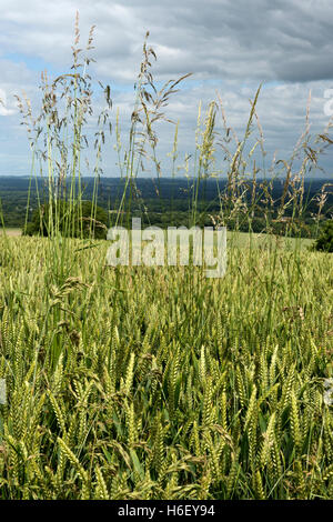 Zwiebel-Couch oder False-Hafergras, Arrhenatherum Elatius, Blüte in Winterweizen im Ohr Stockfoto