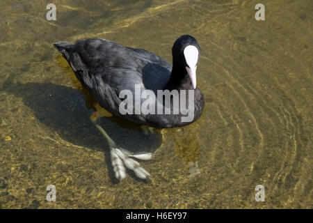 Eurasische Blässhuhn, Fulica Atra, im flachen Wasser zeigt Distictive Teil Schwimmhäuten Fuß, London, Juni Stockfoto
