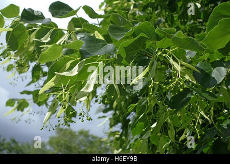 Lime Tree, Tilia X europaea, Blätter und Früchte auf einem ausgewachsenen Baum in einem Park in London, Juni Stockfoto