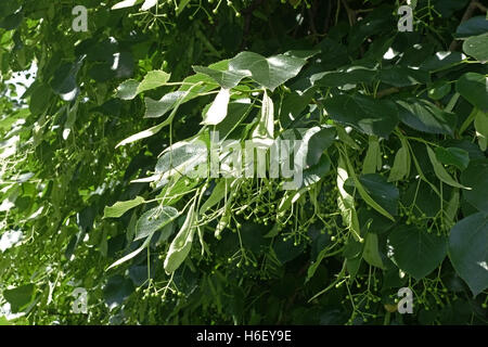 Lime Tree, Tilia X europaea, Blätter und Früchte auf einem ausgewachsenen Baum in einem Park in London, Juni Stockfoto