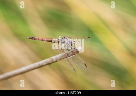 Rot-veined-Darter, Sympetrum Fonscolombii, Libelle, Andalusien, Spanien. Stockfoto